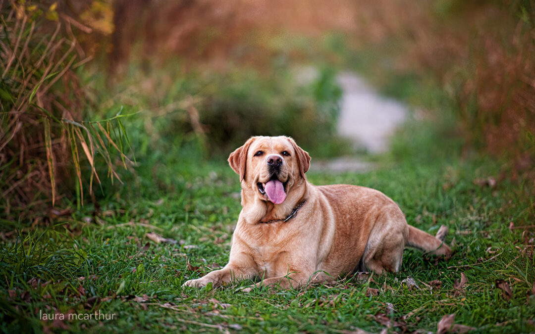 Maisy…Wisconsin Dog Photographer