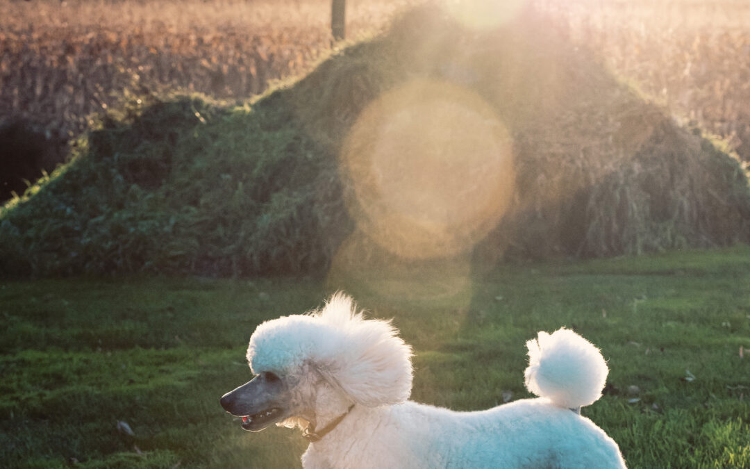 Starfleet Standard Poodles – Professional Dog Photographer